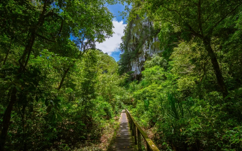 Niah Caves : The Thousands Years Witness of Bornean Human History
