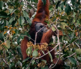 Tanjung Puting National Park: The world’s largest Bornean Orangutan sanctuary