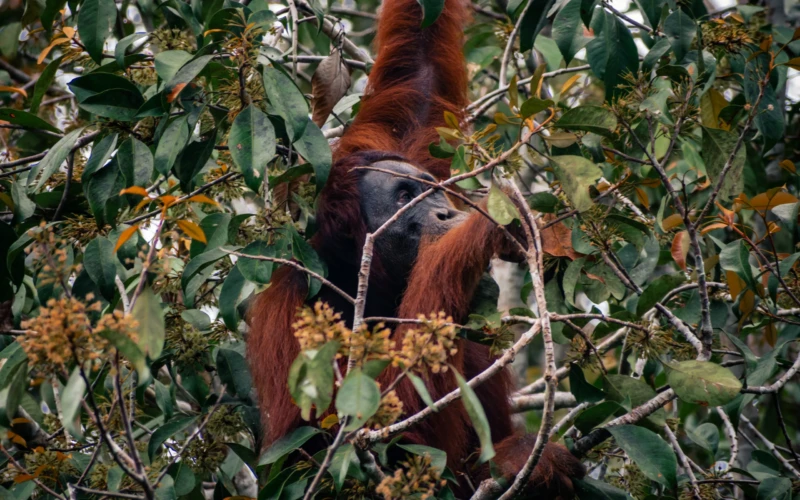 Tanjung Puting National Park: The world’s largest Bornean Orangutan sanctuary